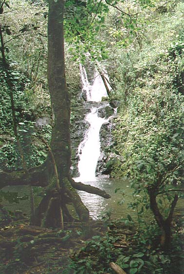 Nanaue.jpg (79426 bytes)
