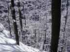 Winter Wonderland